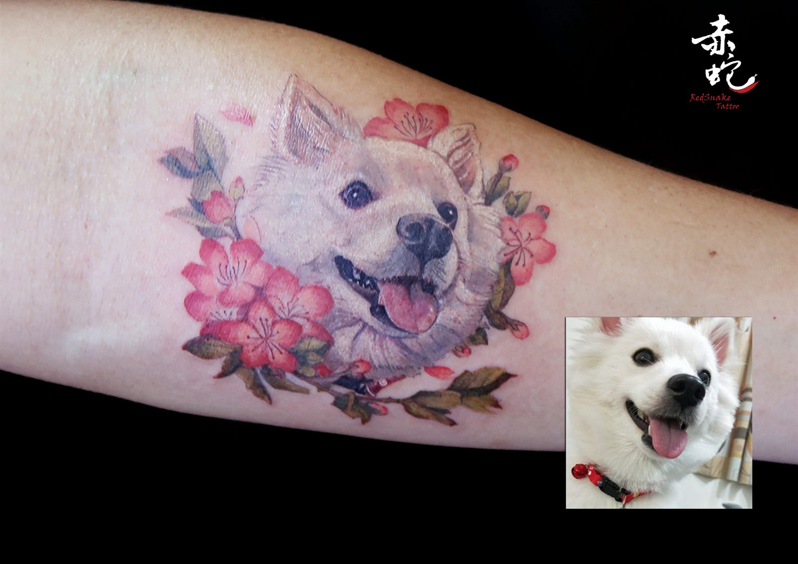 小YU 台中女刺青師 寵物 / 白色 / 彩色 刺青作品 RedSnake Tattoo